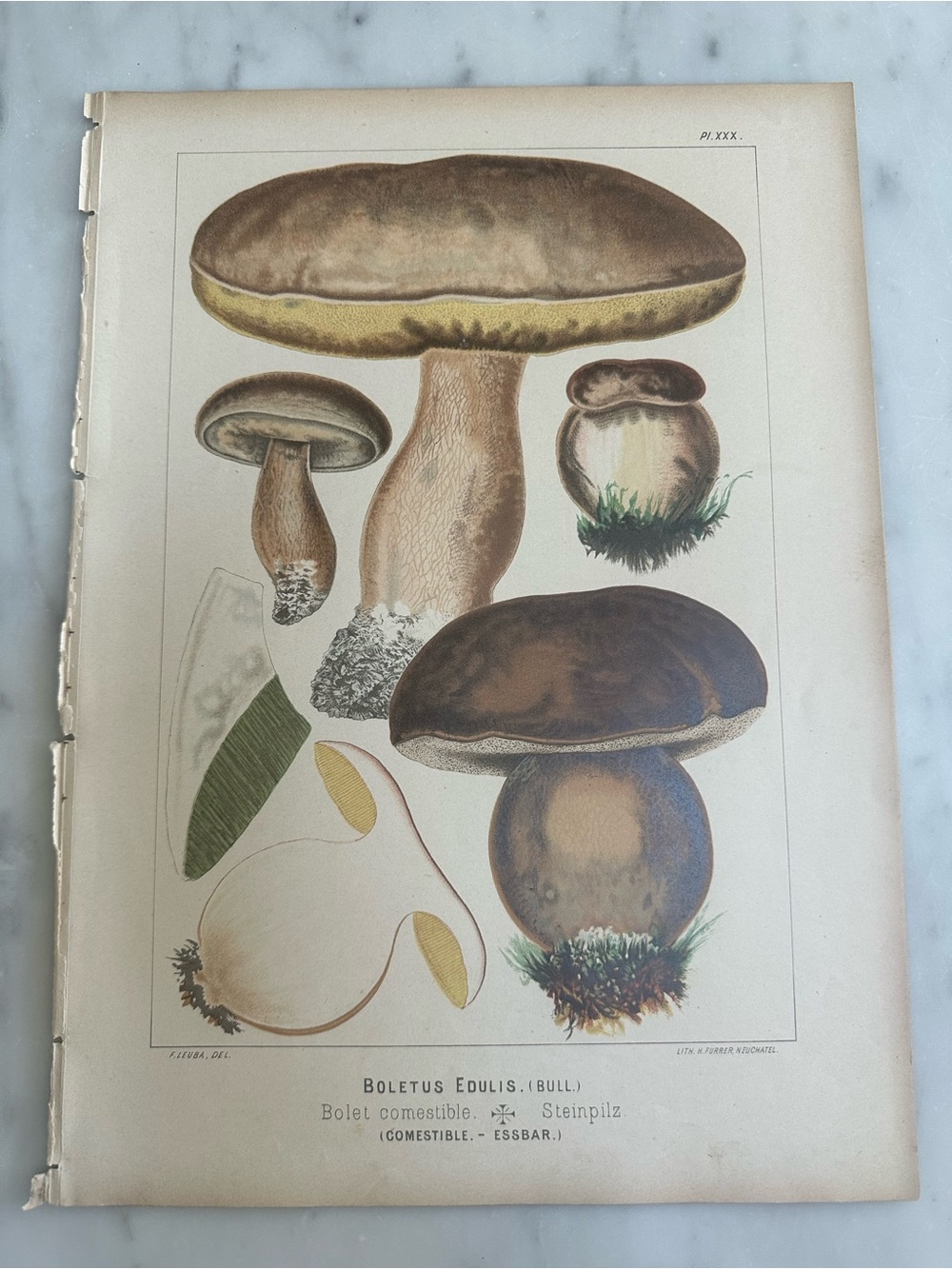 1890 Fritz Leuba Mushroom Natural History Lithograph